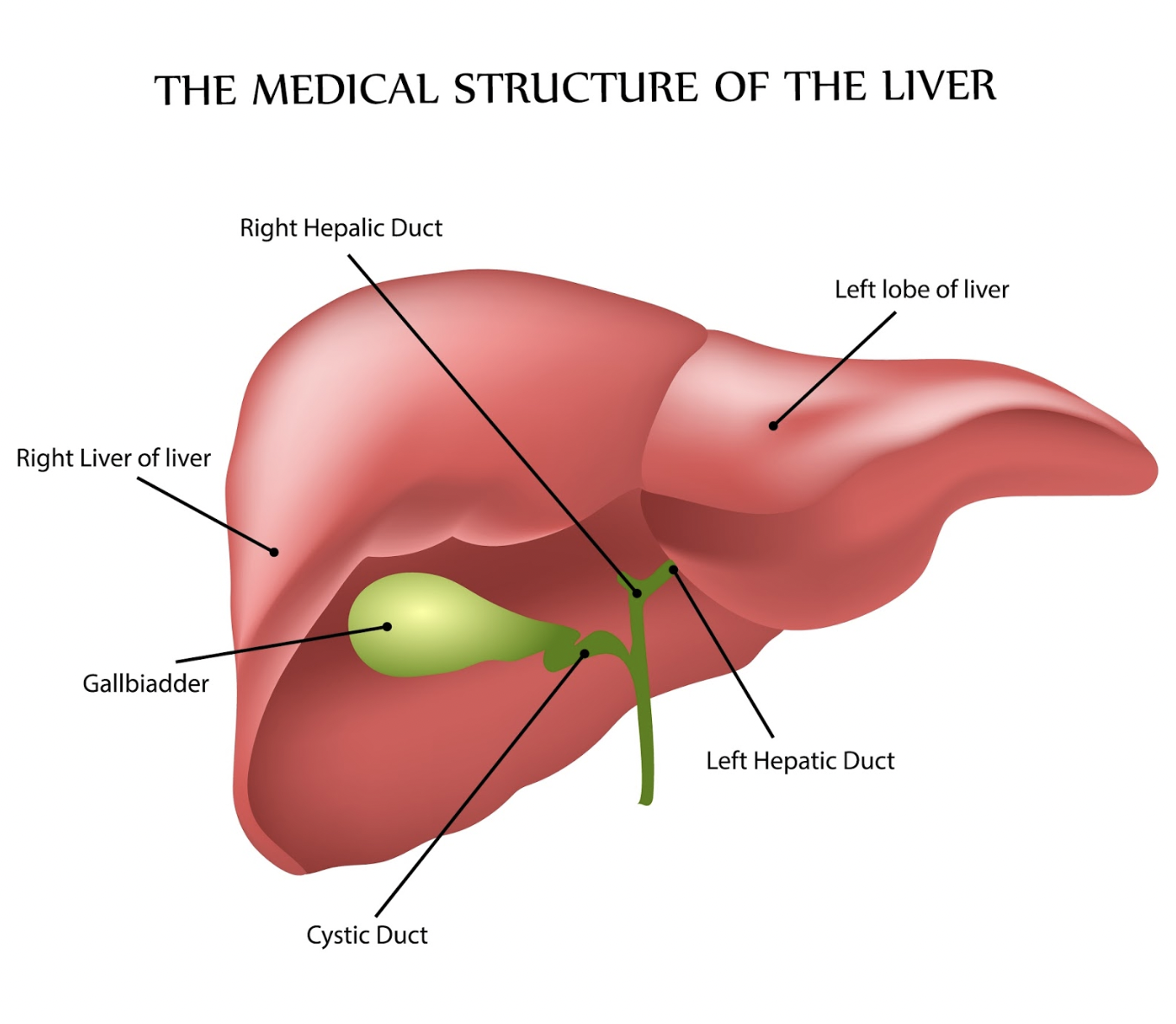 find-how-your-liver-is-functioning-with-lfts-techy-zip